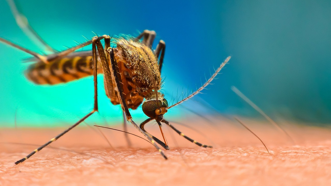 Çin'de başlayan Chikungunya virüsü nedir? Belirtileri nelerdir, nasıl bulaşır?