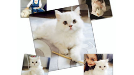 Kediden korkarım ama bu kedi değil!