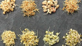 'Mikro Herküller' ile tanışın!