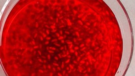 Nar aromalı punch