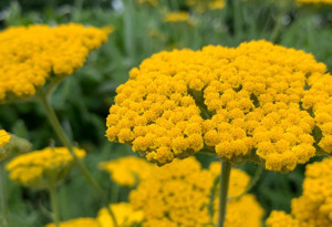 Civanperçemi otu faydaları neler?