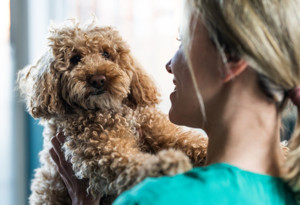 Köpeğinizin alerjisi olduğunu gösteren 5 gizli ipucu