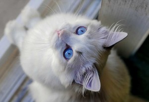Kedi cinsleri ve özellikleri hakkında her şey