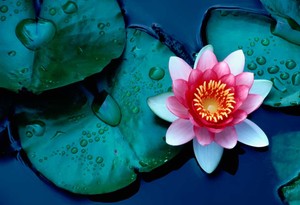 Lotus Çiçeği Bakımı: Güzelliğin ve zarafetin suda açan hali