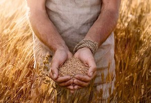 Siyez Buğdayı Nedir?  Faydaları Nelerdir?