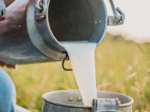 Çiğ sütü kaç dakika kaynatmalı?