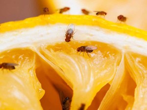 Mutfakta meyve sineği istilası mı var? İşte 5 etkili tuzak
