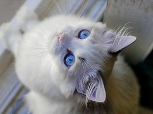 Kedi cinsleri ve özellikleri hakkında her şey