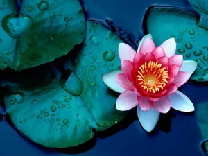 Lotus Çiçeği Bakımı: Güzelliğin ve zarafetin suda açan hali