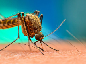 Çin'de başlayan Chikungunya virüsü nedir? Belirtileri nelerdir?
