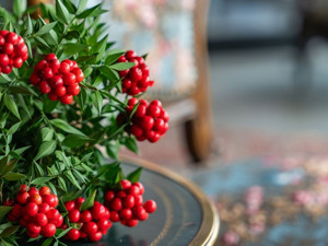 Kokina ne zaman alınır, nasıl bakılır?