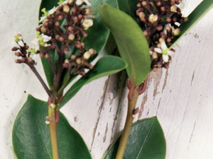 Skimmia Japonica