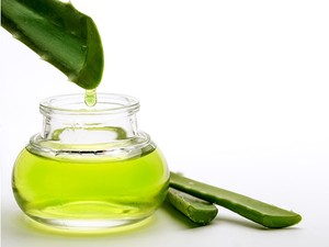 Aloe veranın faydaları nelerdir?