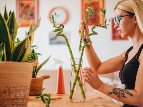 Evde yetiştirmeye uygun 7 bitki ve bakımı