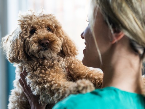 Köpeğinizin alerjisi olduğunu gösteren 5 gizli ipucu