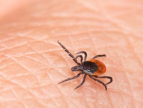 Yaz aylarının sinsi tehlikesi: Kene ısırığı belirtileri neler?