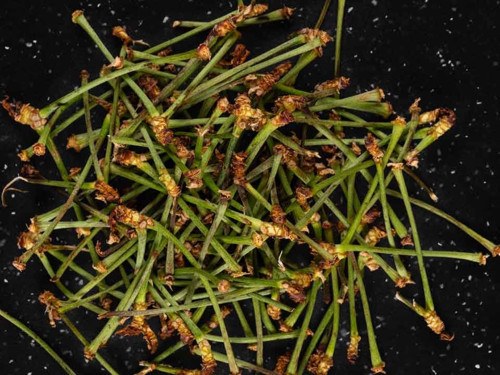 Kiraz sapının faydaları nelerdir? İşte kiraz sapının 16 yararı