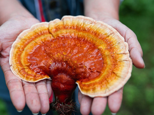 Ona ölümsüzlük bitkisi diyolar! İşte karşınızda reishi mantarı