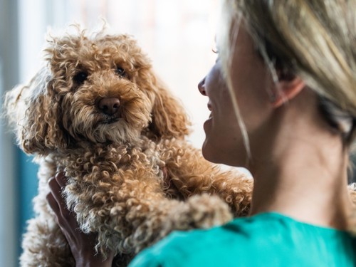 Köpeğinizin alerjisi olduğunu gösteren 5 gizli ipucu