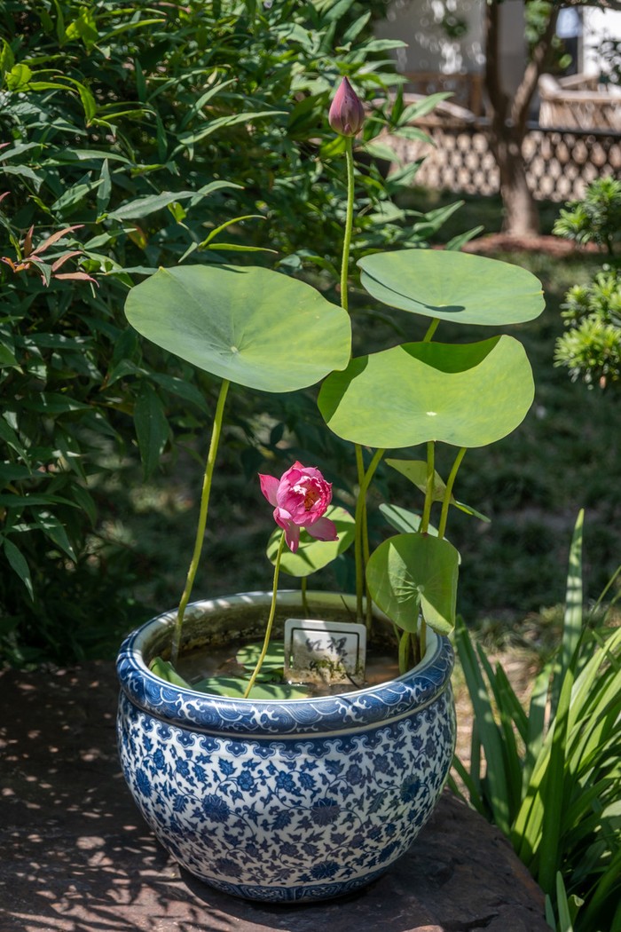 lotus