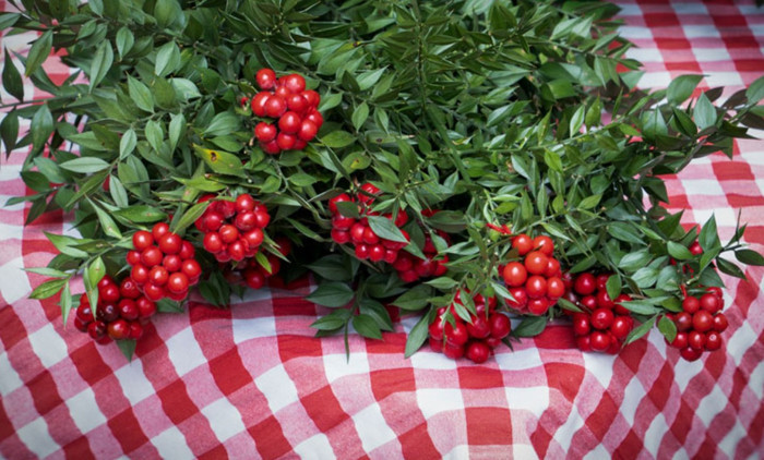 Kokina ne zaman alınır, nasıl bakılır? Kokina çiçeği suya konur mu? - Resim : 3