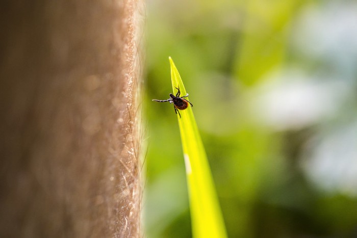 Lyme hastalığı nedir, belirtileri neler? Lyme hastalığı tedavisi nasıl olur? - Resim : 2