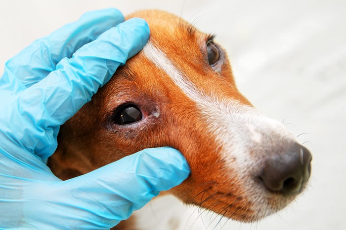 Köpeğinizin alerjisi olduğunu gösteren 5 gizli ipucu - Resim : 1