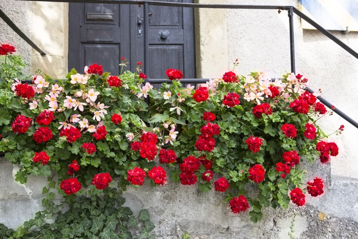 Ivy Geraniums