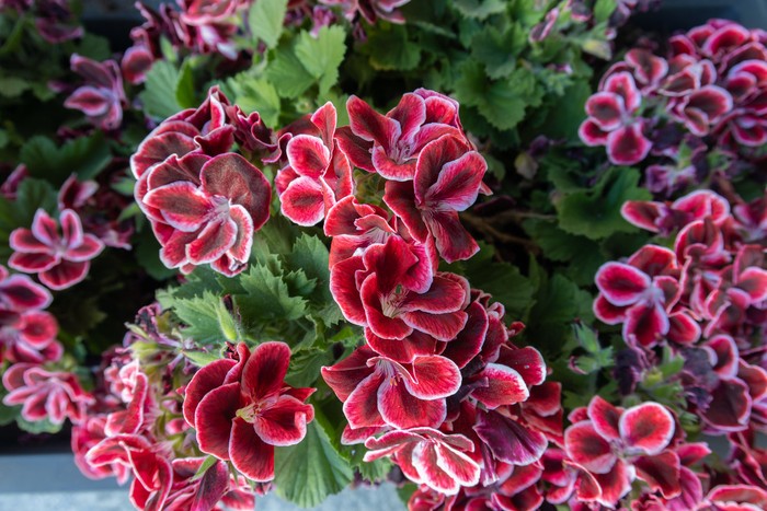 Regal Geraniums