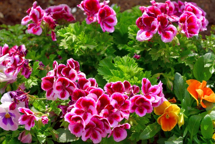 Zonal Geraniums