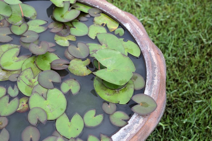 lotus