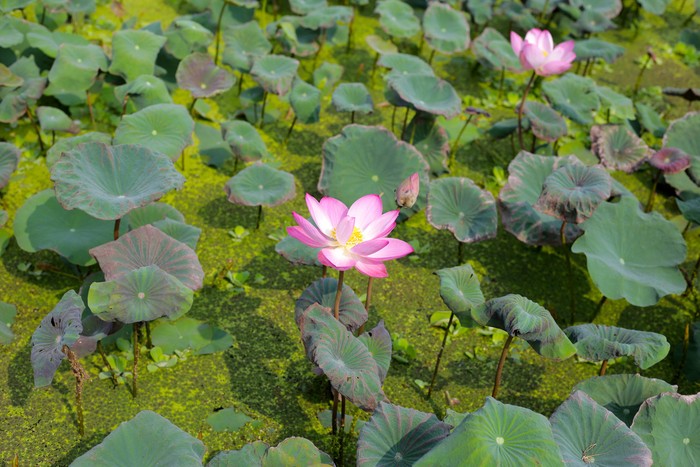 lotus
