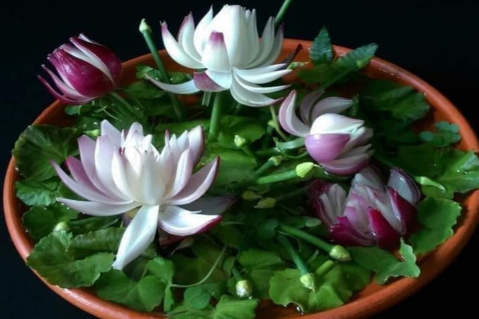 saksıda lotus