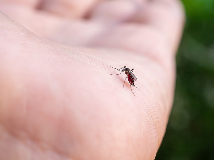 Çin'de başlayan Chikungunya virüsü nedir? Belirtileri nelerdir, nasıl bulaşır? - Resim : 1