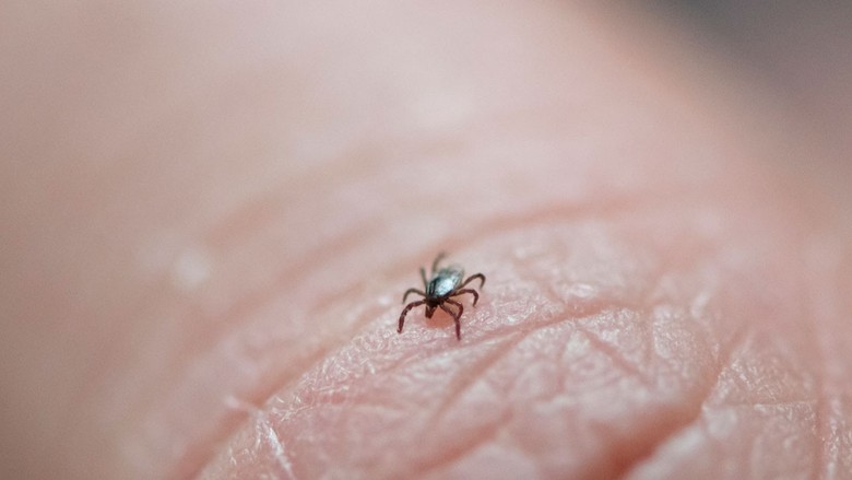 Lyme hastalığı nedir, belirtileri neler? Lyme hastalığı tedavisi nasıl olur?