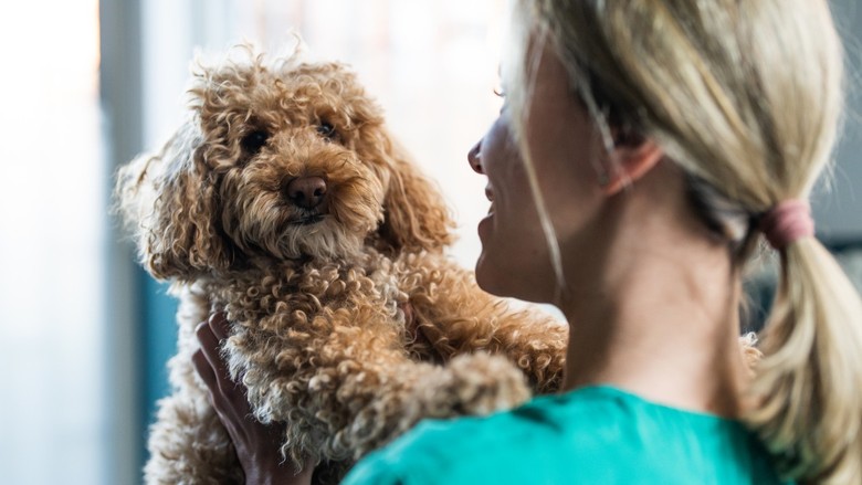 Köpeğinizin alerjisi olduğunu gösteren 5 gizli ipucu