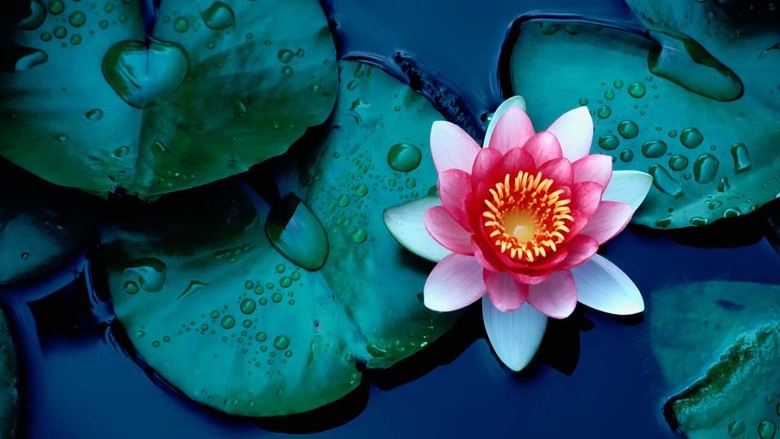 Lotus Çiçeği Bakımı: Güzelliğin ve zarafetin suda açan hali