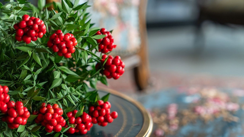 Kokina ne zaman alınır, nasıl bakılır? Kokina çiçeği suya konur mu?