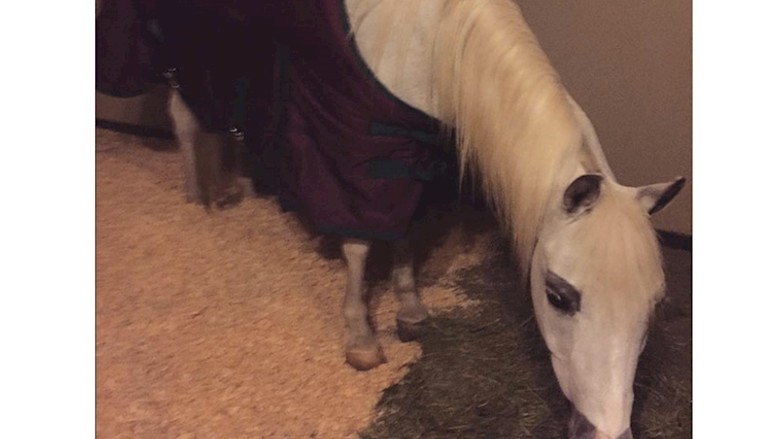 Lady Gaga'ya ilginç yılbaşı hediyesi